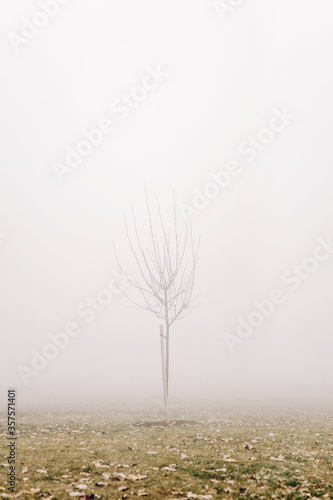 Tree in the foggy winter day