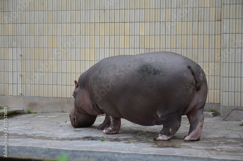 Hippopotamus (Hippopotamus amphibius) in Frankfurt zoo