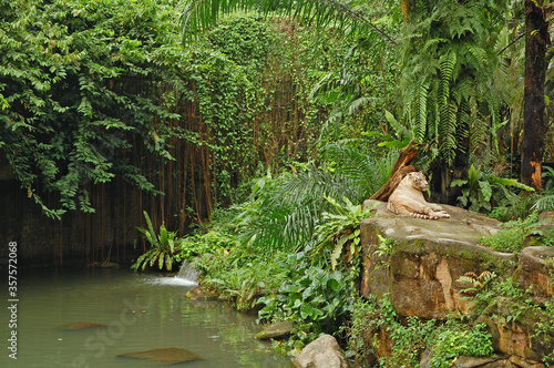 Canvas Print Singapore Zoo white tiger in Mandai, Singapore