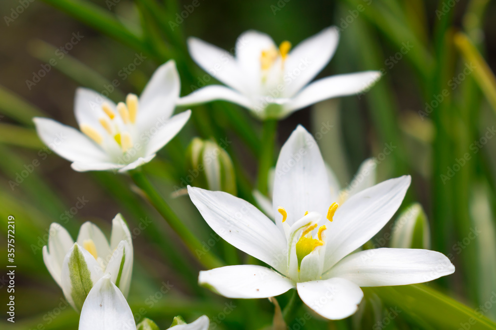 White flowers of Ptitsemlechnika on a green background White flowers of Ptitsemlechnika on a green background