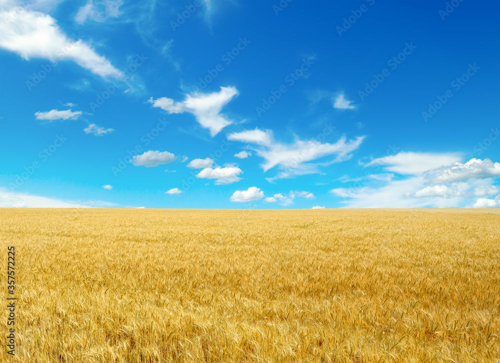 Golden wheat field and bright blue sky