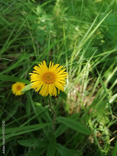 yellow flowers