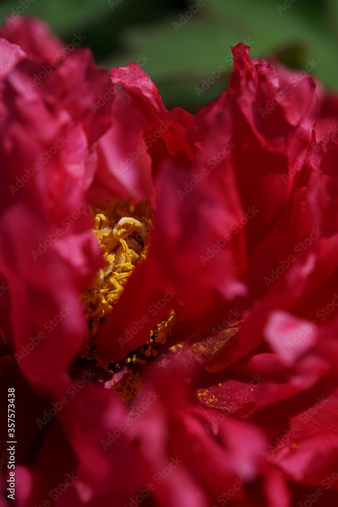 Japanese Peony - Macro, Red Japanese Peony - Macro, Red