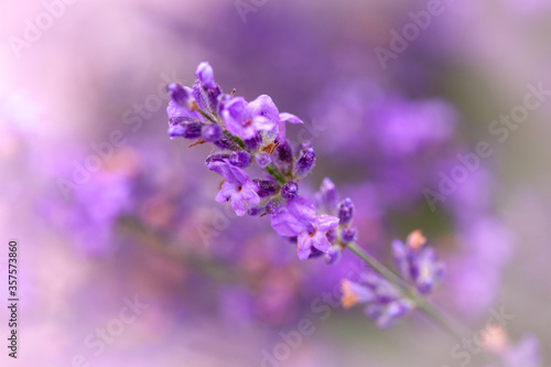 Blooming lavender flower close-up. Beautiful lavender flower with purple background. © meteo021