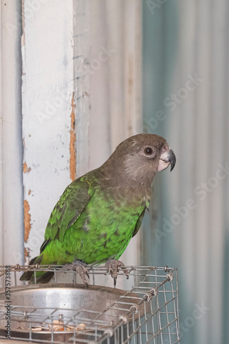 Brown-headed Parrot, Poicephalus cryptoxanthus, side view indoors. Green bird with yellow belly and grey brown head photo