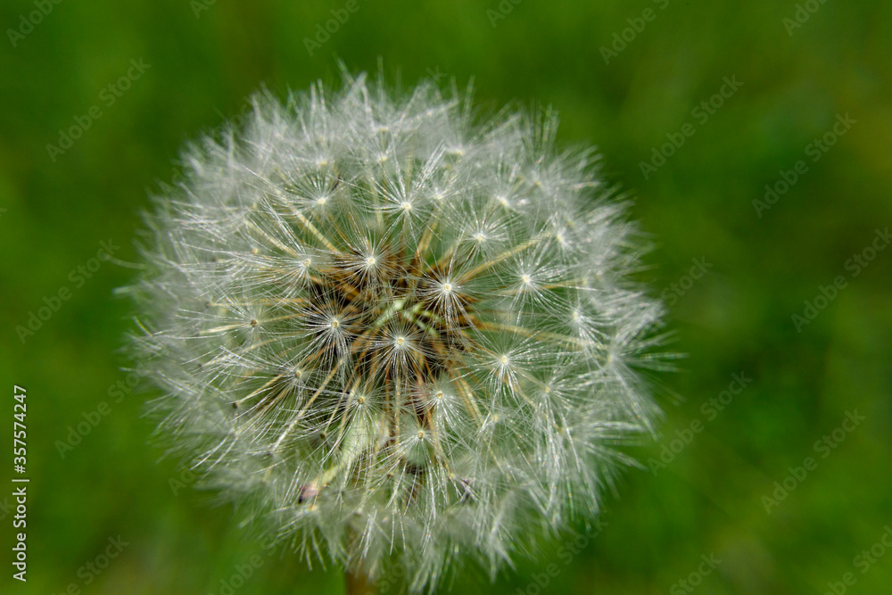 dandelion on green dandelion on green