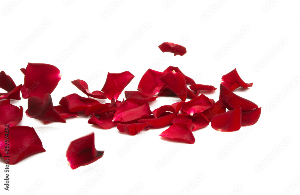Fototapeta premium red rose petals isolated
