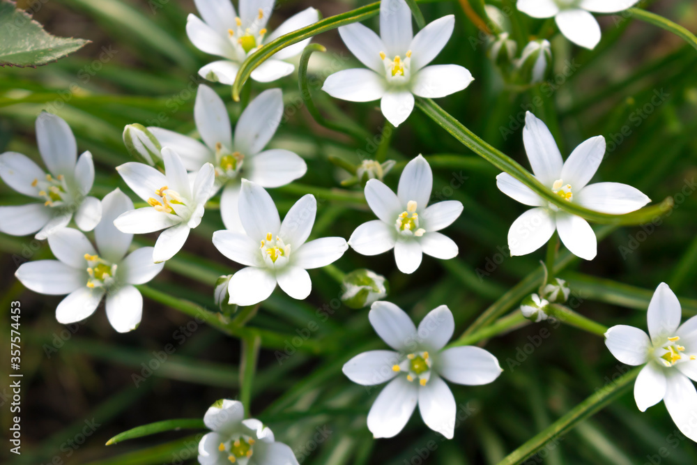 White flowers of Ptitsemlechnika on a green background White flowers of Ptitsemlechnika on a green background