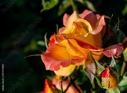 yellow with pink rose flowers with drops of water on a sunny day close-up