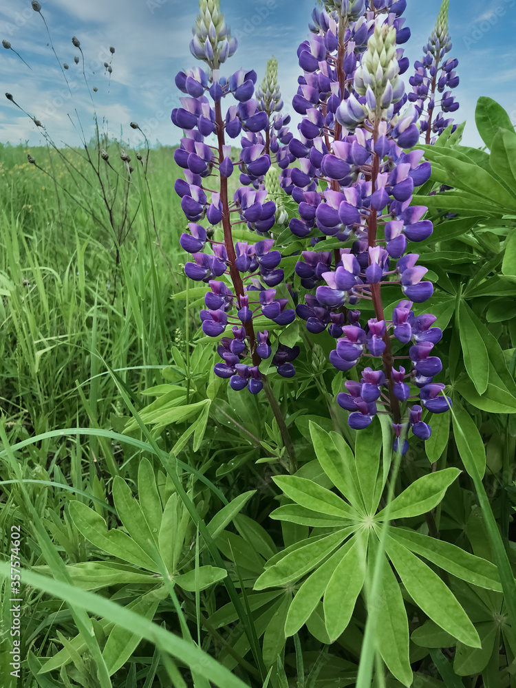 Obraz premium Purple lupines blooming in the field in summer