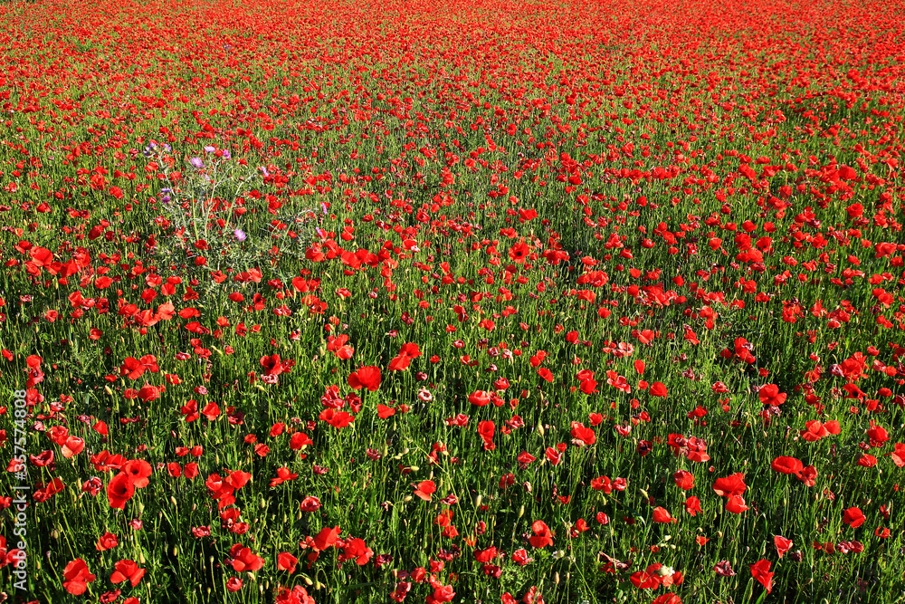Poppies seem to extend to infinity in a late-May bloom in a field in the south of France.
A clump of thistles brings a touch of fantasy in this mainly red landscape.
