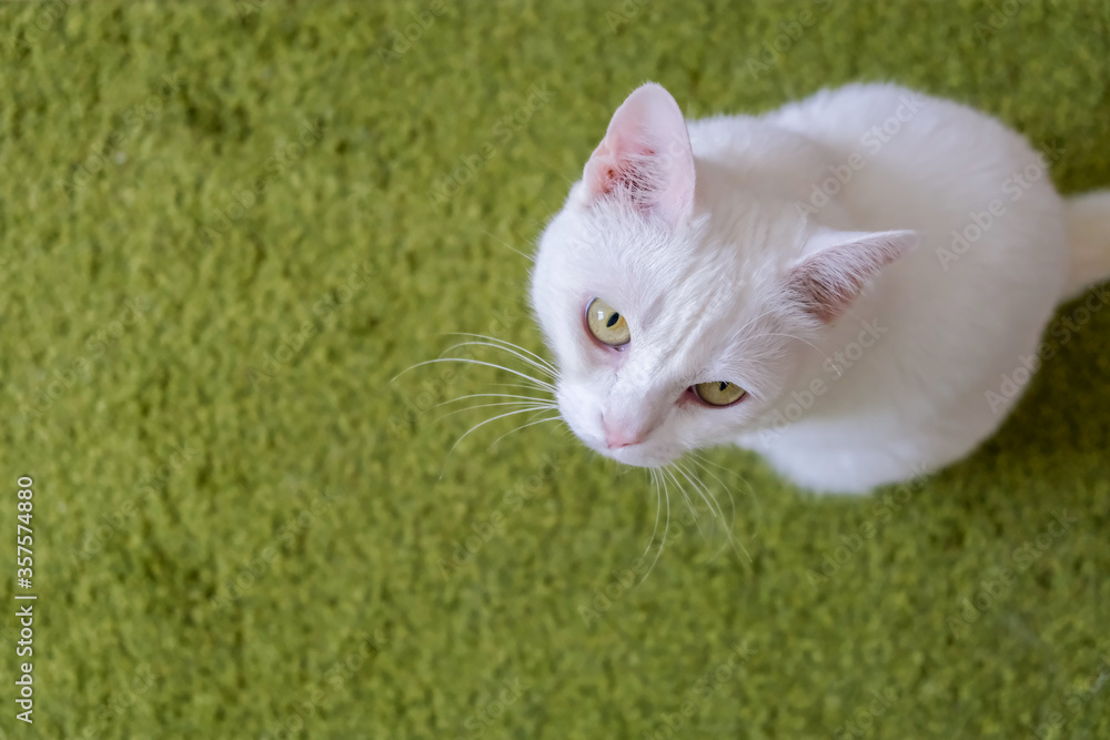 white cat sitting on the green carpet. cat looking up and away. above view.