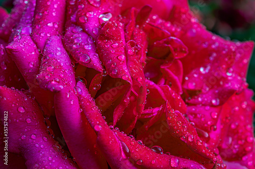 pink rose after rain with drops of dew on the petals close up