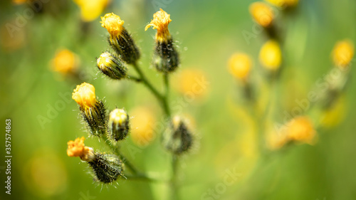 Macro shot of yellow summer flowers. Wild flowers. Blurred background