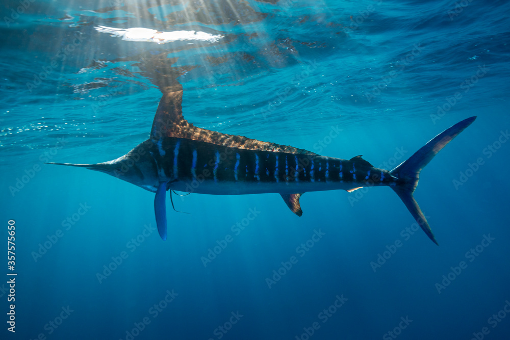 Naklejka Striped Marlin, Kajikia audax, feeding on sardines, Pacific Ocean, Baja California, Mexico.