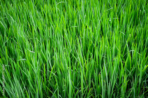 green rice plants background