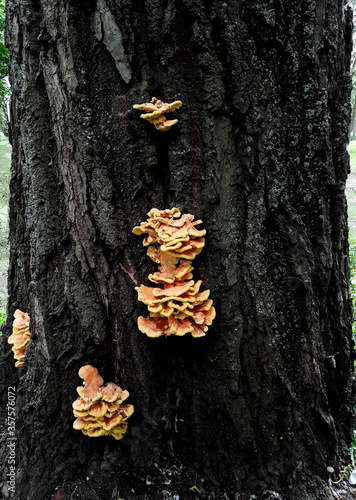 mushrooms grow on a tree