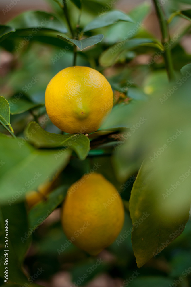 Fresh yellow ripe lemons on the lemon tree branches.