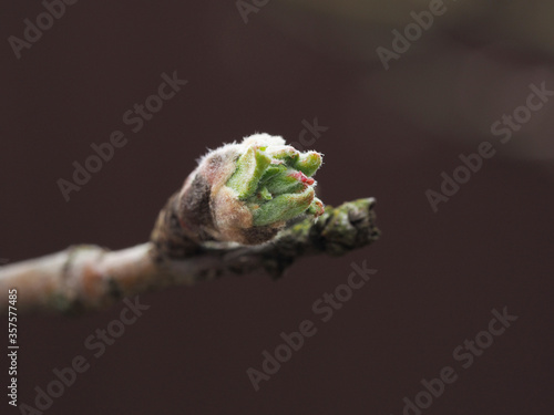 Close-up of a leaf blooming in spring on a branch. Selective focus, blurred background