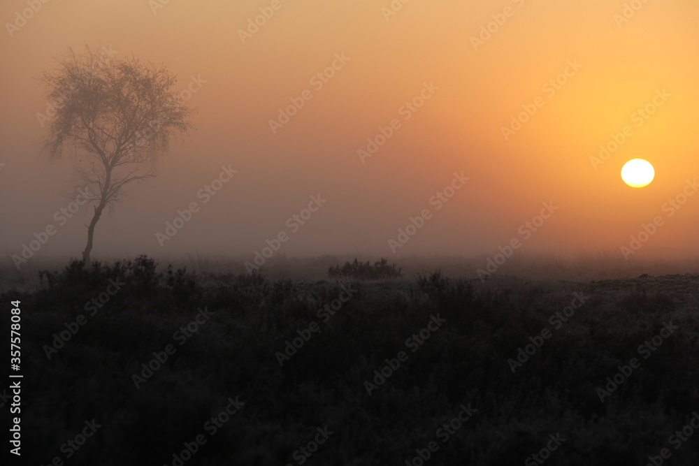 Sunrise behind a tree in very dense fog. Sunrise behind a tree in very dense fog.