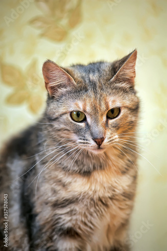 Fototapeta Naklejka Na Ścianę i Meble -  brown with red  cat