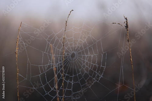 A spider web covered with dew drops.