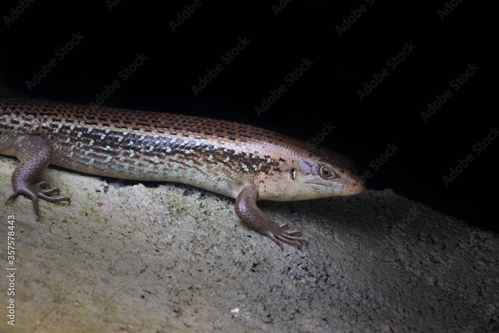 Close up full body and tail picture of a wild lizard (Bellatorias frerei) at Cape Hillsborough, Queensland, Australia, Oceania Close up full body and tail picture of a wild lizard (Bellatorias frerei) at Cape Hillsborough, Queensland, Australia, Oceania