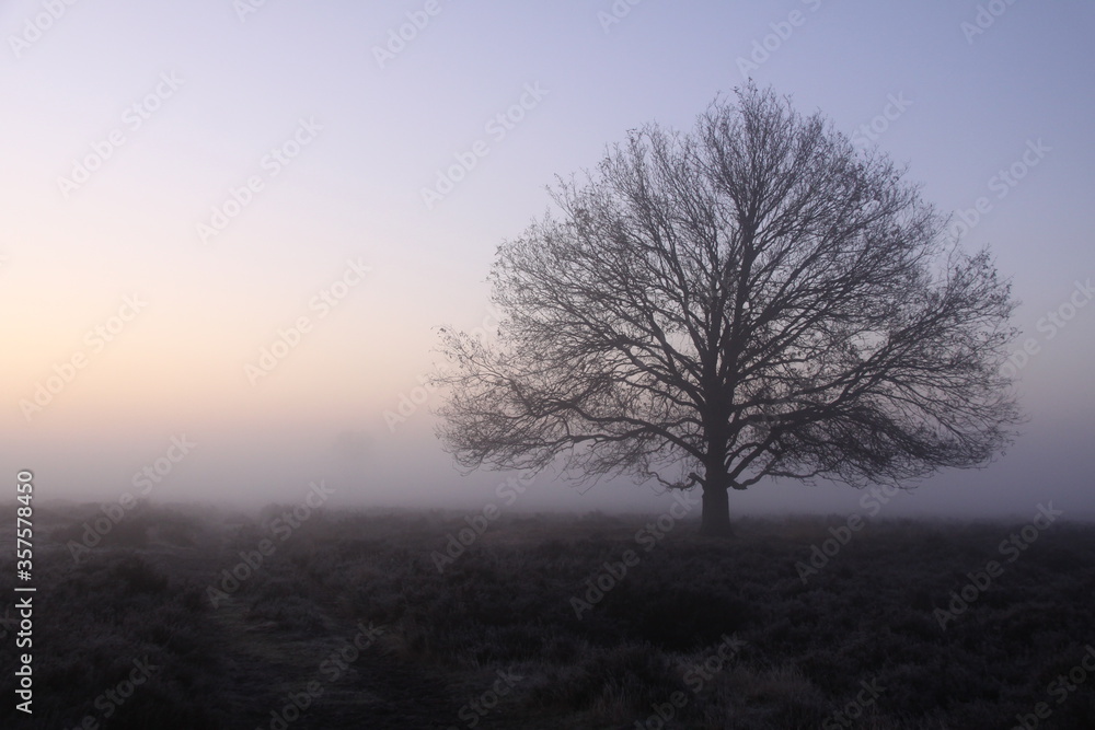 A lone tree in the dense fog during sunrise.	
