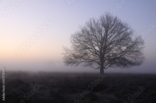 A lone tree in the dense fog during sunrise.  