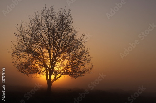 Lone tree in dense fog during the golden hour.