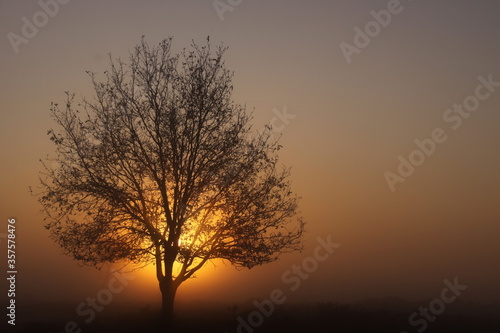 Lone tree in dense fog during the golden hour.