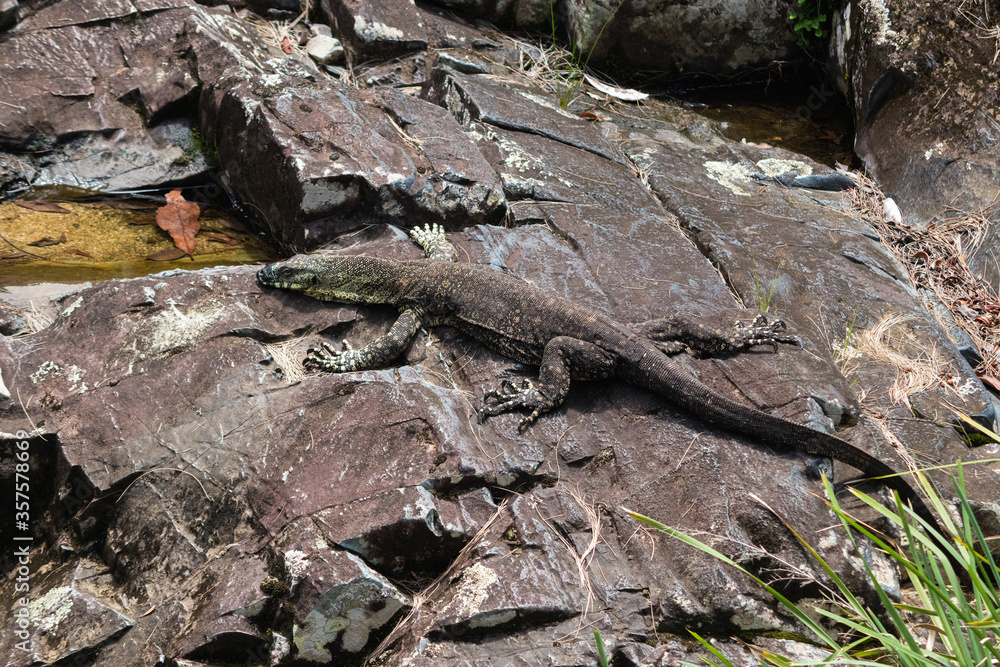 Close up picture portrait of a large sized varanus (Lace monitor) sunbathing on the rocks next to a river in Broken River, Eungella national park, Queensland QLD, Australia, Oceania Close up picture portrait of a large sized varanus (Lace monitor) sunbathing on the rocks next to a river in Broken River, Eungella national park, Queensland QLD, Australia, Oceania