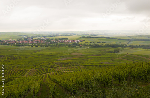 vineyard in rheine valley region, germany