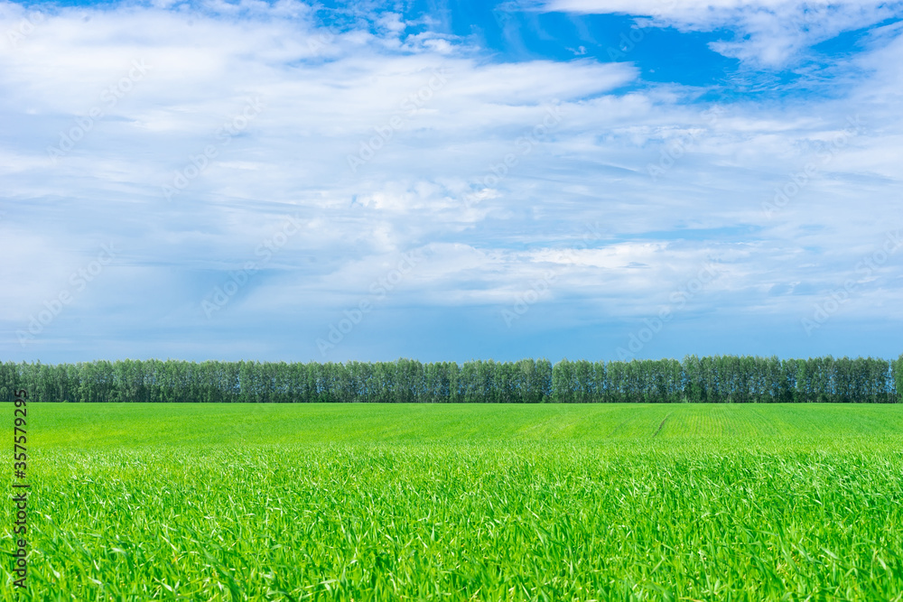 Obraz premium field and birch grove.