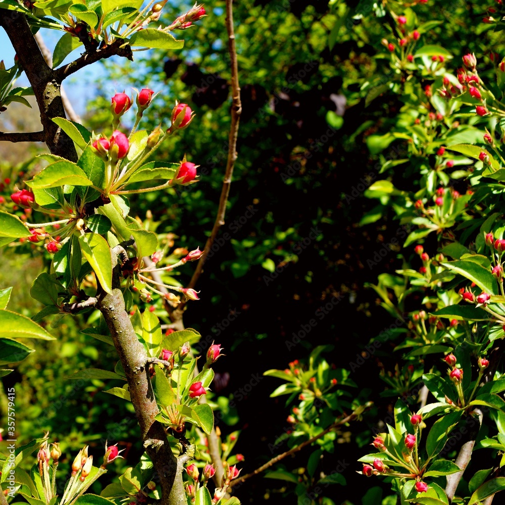 Obraz premium Early apple blossom