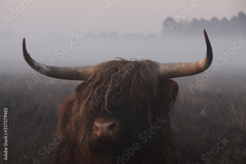 Obraz na plátně The head of a Scottish highlander up close in dense fog.