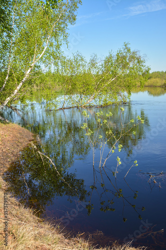 Spring in the Meshchersky national Park in the Ryazan region. photo