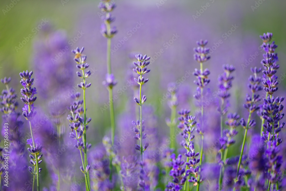 Fototapeta premium Provence - lavender field