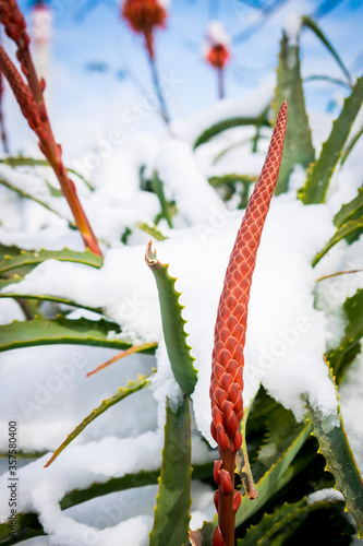 Red and green plant cover of snow