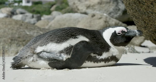 Penguin's playing and chilling on the beach of south africa, Simon's town
