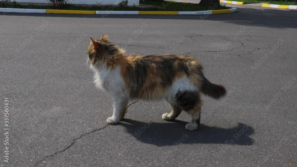 Homeless cat lies on the road and basks in the sun. Homeless cat lies on the road and basks in the sun.