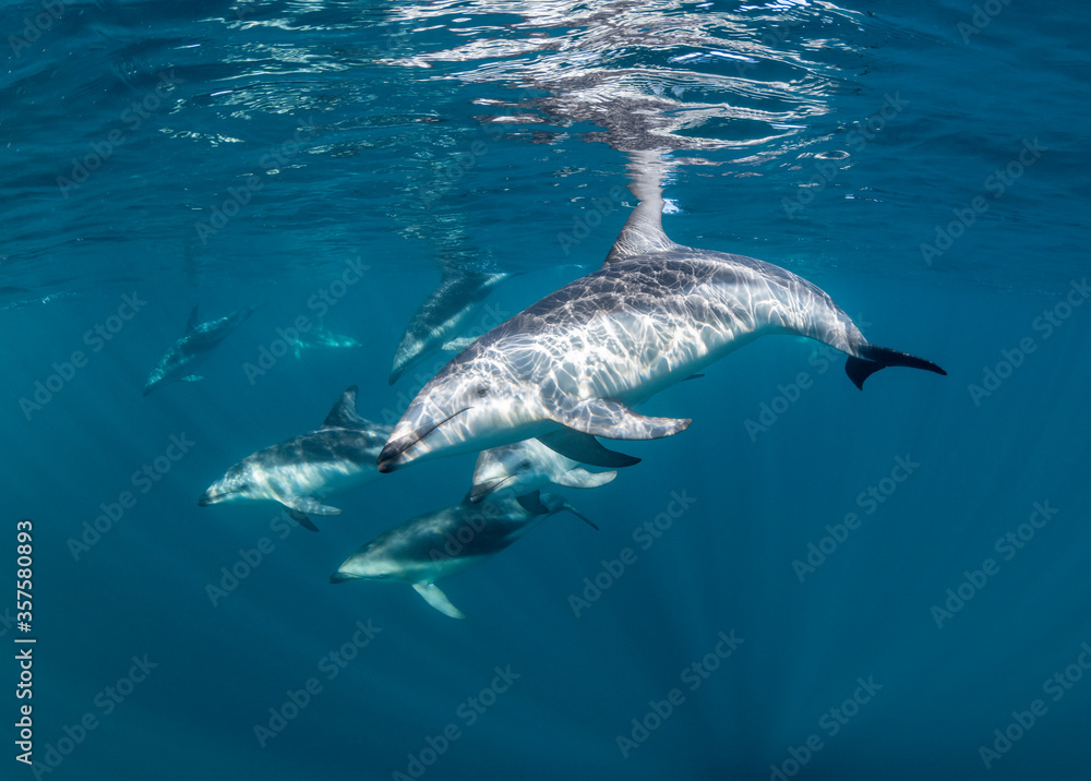 Fototapeta premium DUsky dolphins, Nuevo Gulf, Valdes Peninsula, Argentina.
