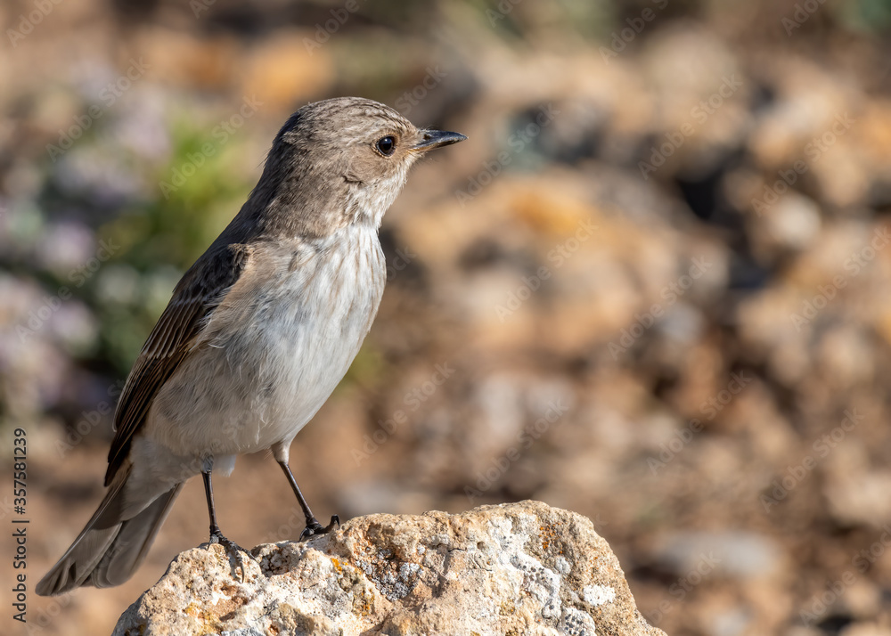 Fototapeta premium Small Bird (Lark)