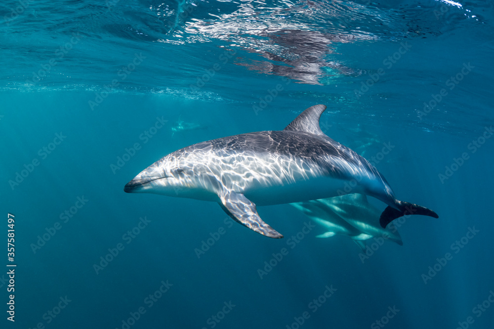 Naklejka premium DUsky dolphins, Nuevo Gulf, Valdes Peninsula, Argentina.