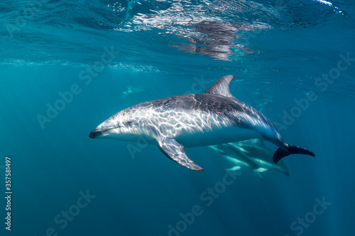 DUsky dolphins  Nuevo Gulf  Valdes Peninsula  Argentina.
