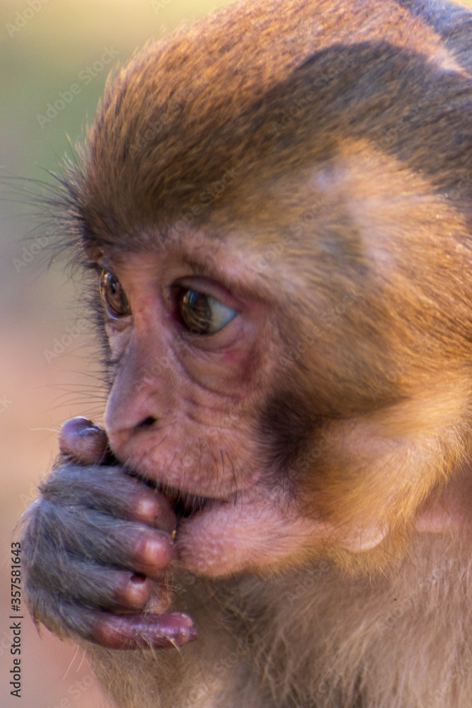 Obraz premium portrait of a young monkey 