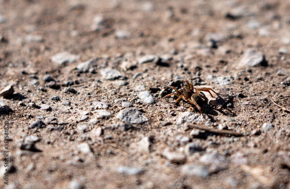 spider on the sand spider on the sand