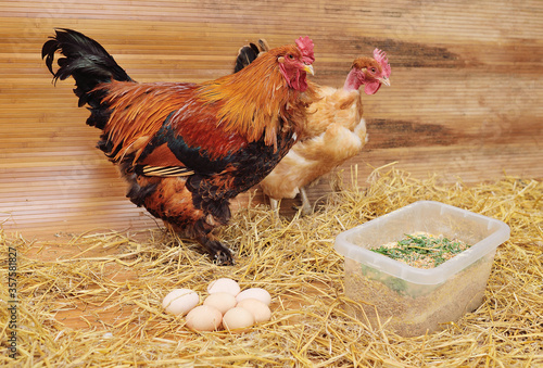 A Brahma rooster and a bare-necked Transylvanian chicken against a background of hay and eggs in a chicken coop on a poultry farm. photo