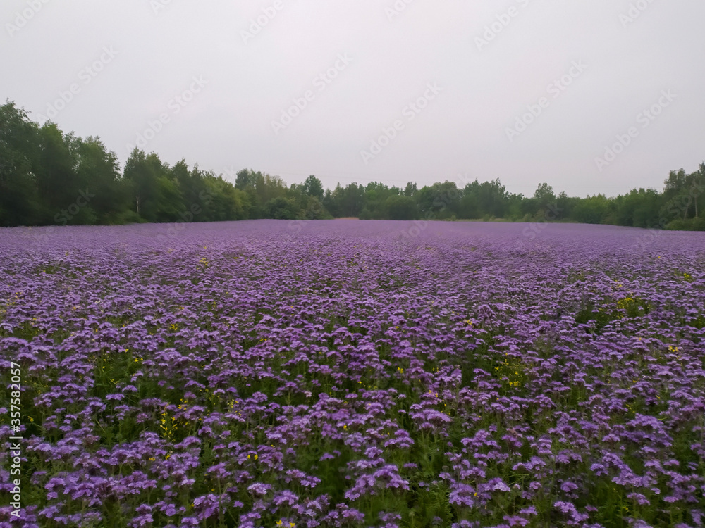 purple flowers and green forest 