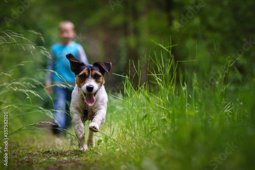 White hunting dog Jack Russell Terrier chasing through the woods and puddles among the trees, the dog catching the trail.